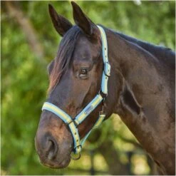 2023 Weatherbeeta Comfitec Essential Standard Neck Lite Turnout With FREE Headcollar - Seahorse Print -Ariat Shop 6125 202320Weatherbeeta20Comfitec20Essential20Standard20Neck20Lite20Coordinate20Headcollar20100042031002094020 20Seahorse20Print20Light20Blue20Headcollar20Close20Up201.700x700