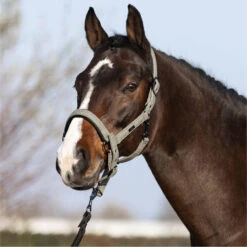 2023 HV Polo Francis Headcollar 1601093450 - Dark Oil Green -Ariat Shop 6938 202320HV20Polo20Francis20Headcollar20160109345020 20Dark20Oil20Green203.700x700