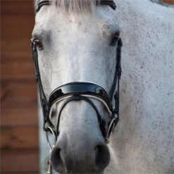 2023 Henry James Saddlery Patent Dressage Bridle With White Padding HJ-BR-07 - Black -Ariat Shop 7005 202320Henry20James20Saddlery20Patent20Dressage20Bridle20with20White20Padding20HJ BR 0720 20Black203.700x700