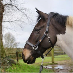 Equilibrium Stellar Headcollar - Black 7 Equilibrium Stellar Headcollar - Black -Ariat Shop Equilibrium Stella Headcollar Black 3.700x700